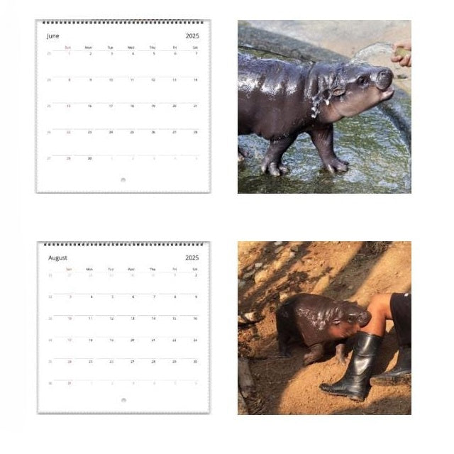 ✨Moo Deng Calendar | 2025 Calendar